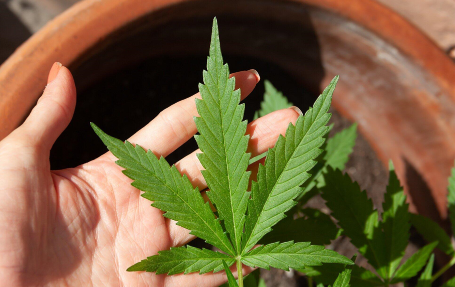 Cannabis and Wellness: Bridging Ancient Practices with Modern Benefits
