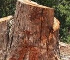 Brazil reduces deforestation