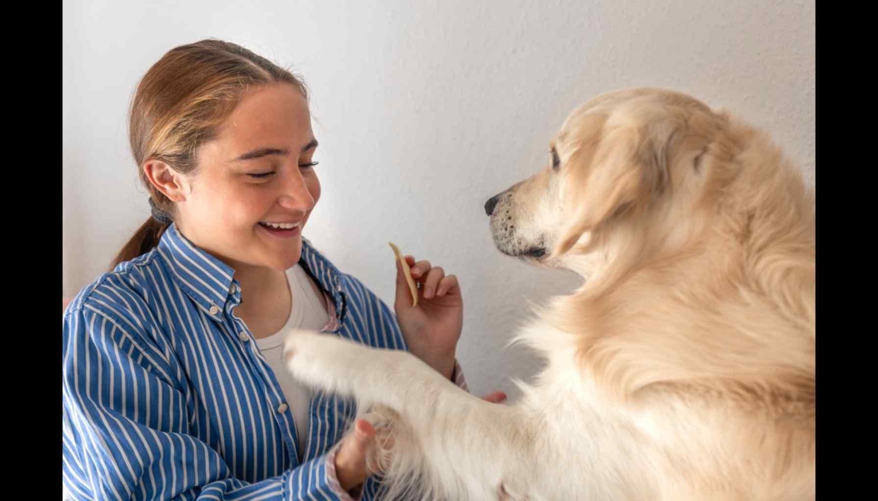 Brazil Introduces Dog Therapy: How Dogs Are Bringing Comfort and Healing