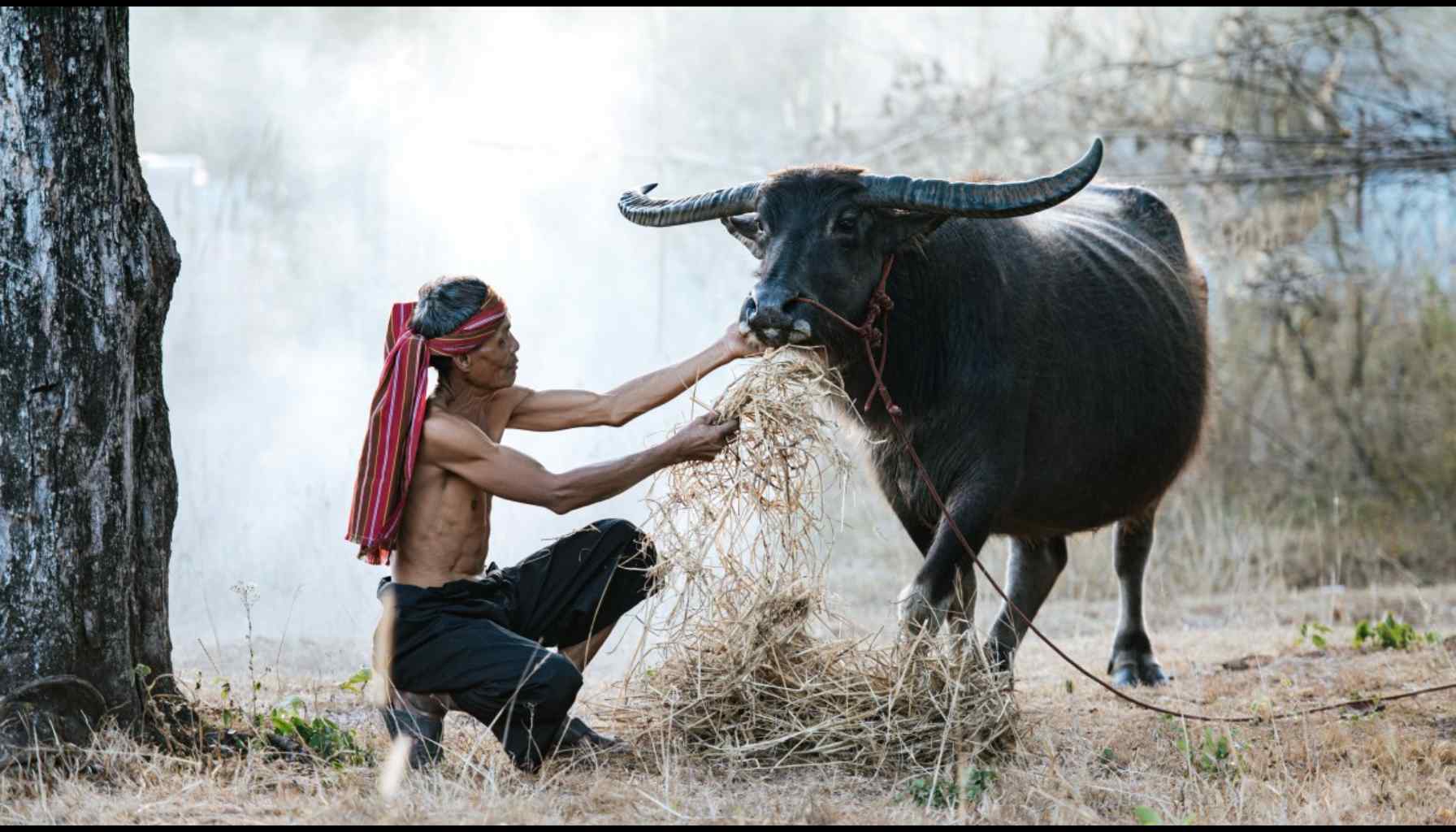 A Way of Life Rooted in Nature and Compassion : The Bishnois