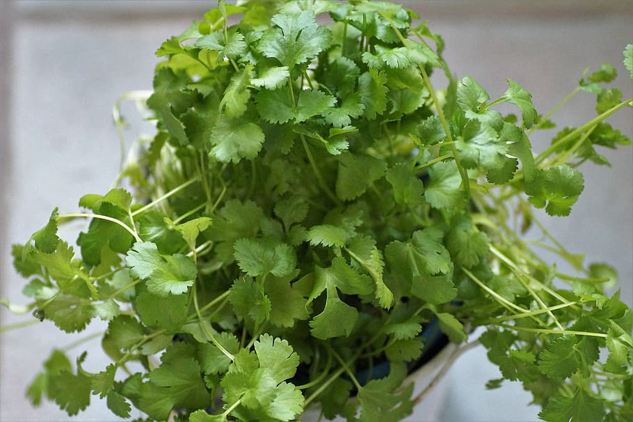 3 Useful Herb in Your Kitchen