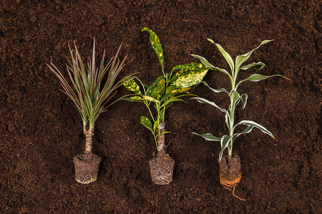 Which Plants Can You Grow In A Soilless Garden