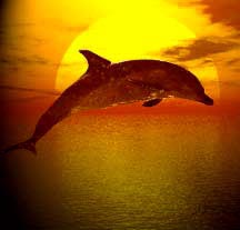 dolphin encounters, dolphin therapy,healing