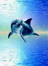 dolphin  encounters, dolphin  therapy,healing