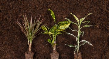 Which Plants Can You Grow In A Soilless Garden